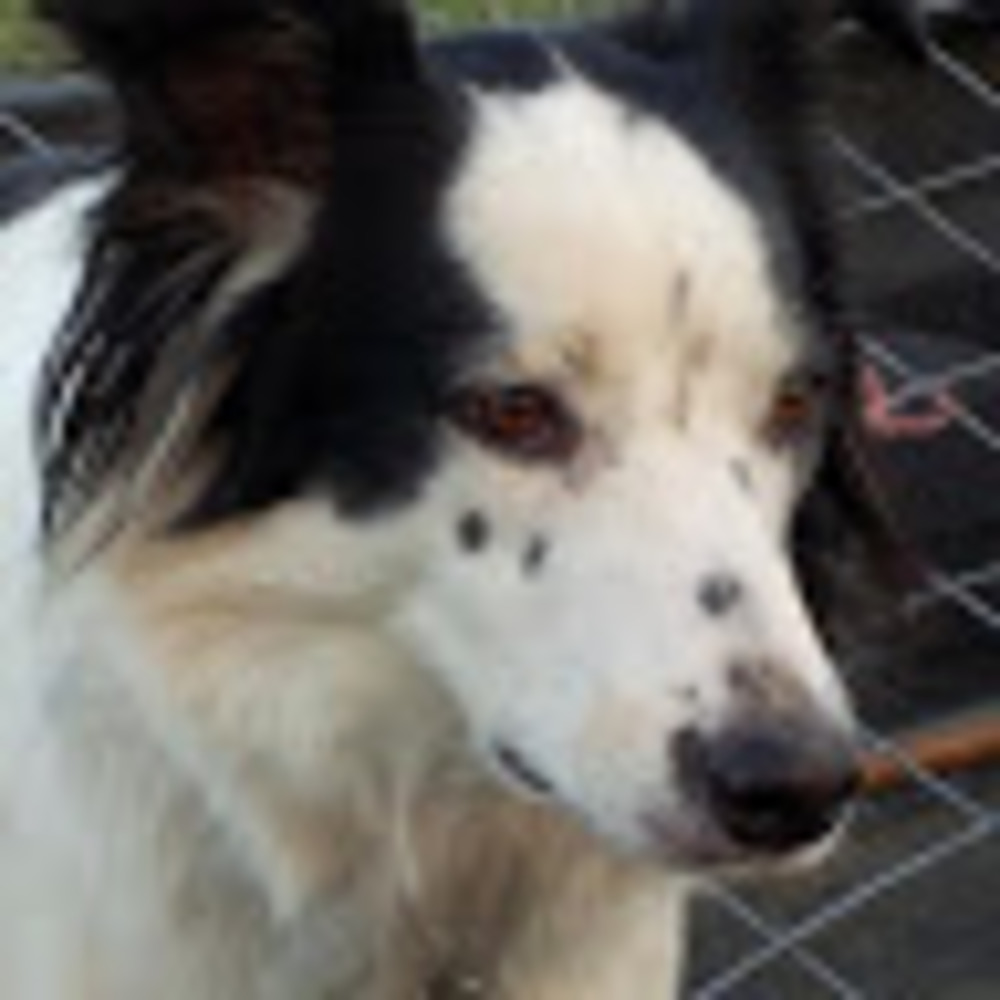 Meet your Posher, Tam